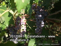 San_Nicola_Castiglione - 12-08-2012 08-17-44.JPG